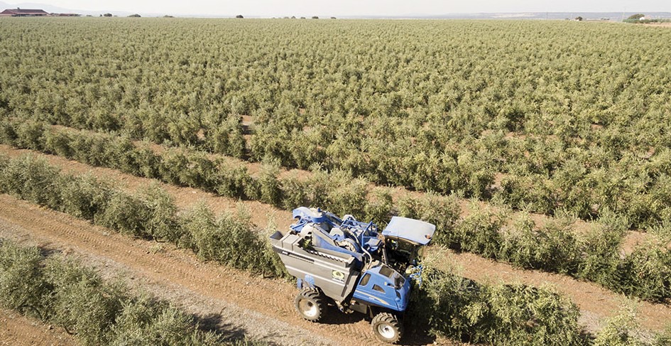 High Density Olive Grove