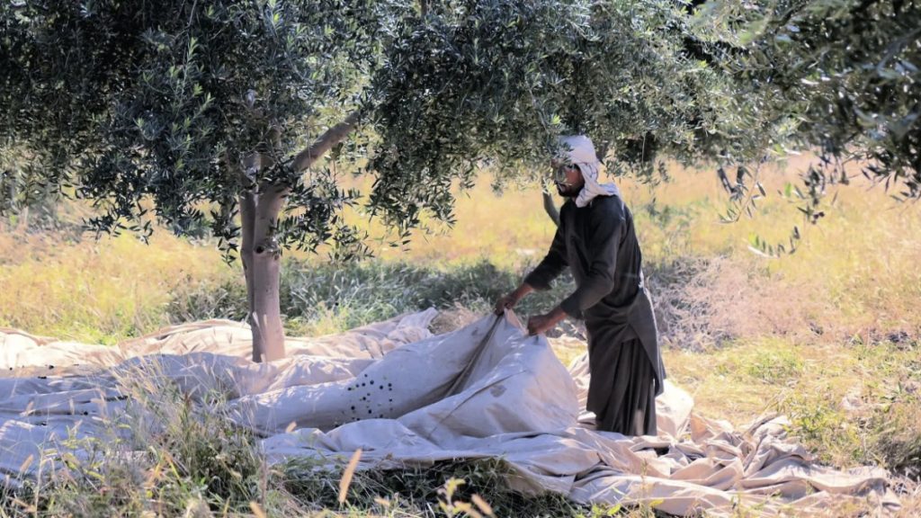Olive Harvest in Pakistan