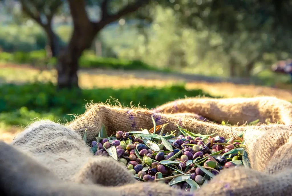Olive Oil Harvest 2025 in Spain
