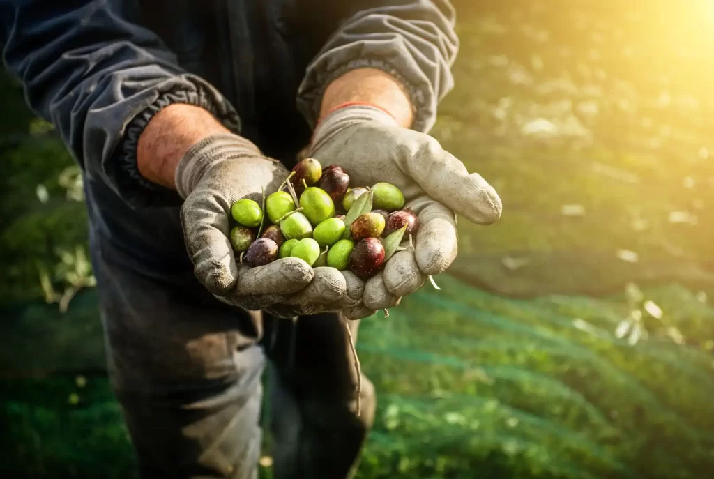 Farmer holding olives in his hands