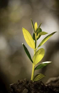 Young olive plant emerging from soil, symbol of cultivation and origin.