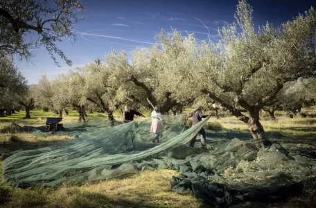 Olive harvest with nets spread under trees in traditional olive grove.