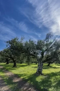 Olive grove landscape with mature olive trees under clear sky.