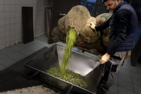 Fresh olives being poured into olive mill processing system.