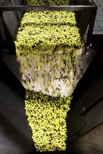 Olives moving through sorting and washing stage at olive mill.